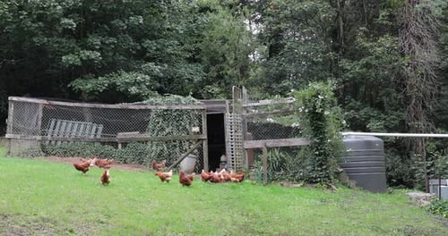 Static view capturing a free-range chicken freely exploring a village garden, embracing its natural