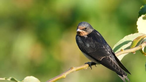 Young Swallow Perched on Branch in Natural Setting