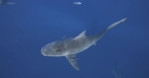 Topdown view of bull shark swimming in clear blue ocean water