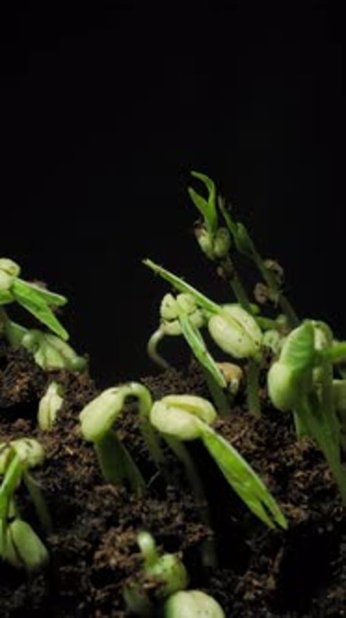 Green Plants Sprouting in Time Lapse