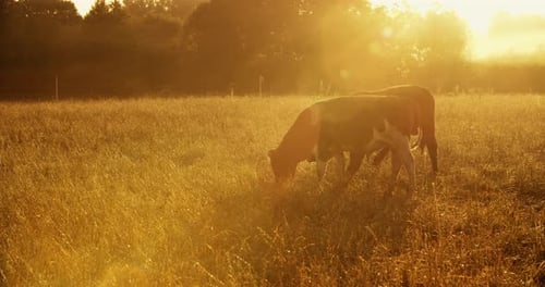 A Couple of Young Bulls are Feeding in the Meadow on a Beautiful Sunny Morning