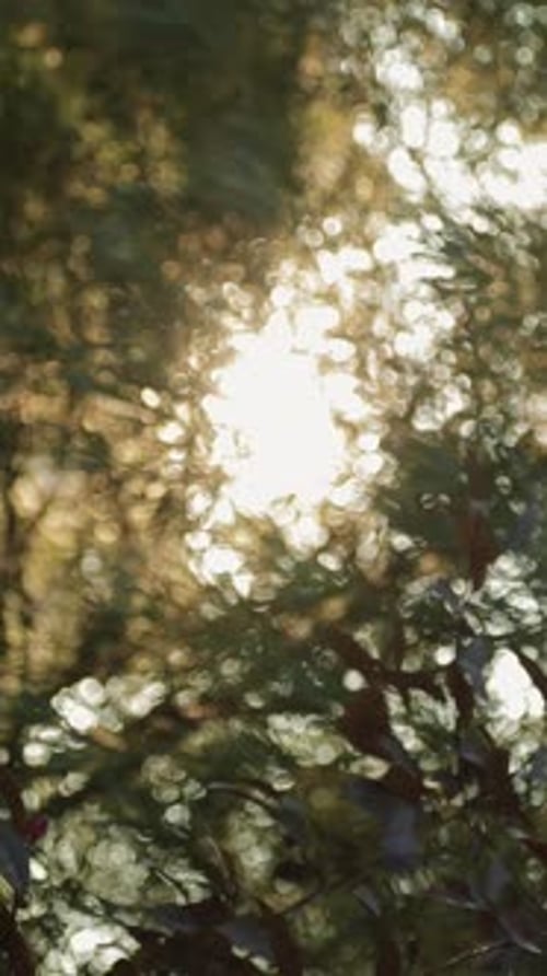 Nature Background with Foliage Sunset Light Through Tree Leaves Bokeh Vertical Video