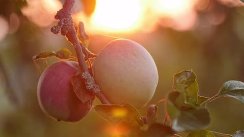 Frutos rojos de un manzano silvestre en una rama durante la puesta de sol