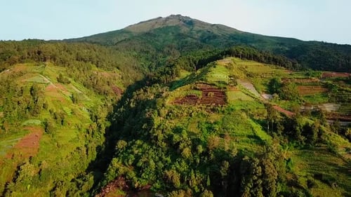 Reveal drone video of slope of mountain with a bare forest because of vegetable plantations, defores