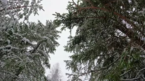 Snow Falling Gently in Peaceful Winter Forest