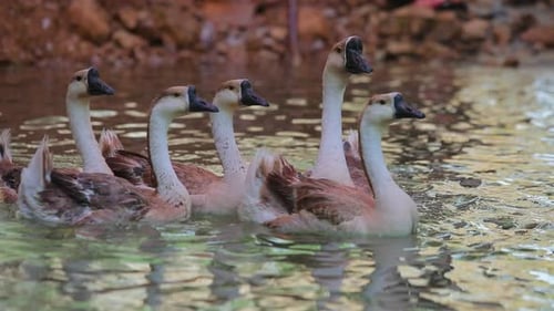 Nice video of geese in the water