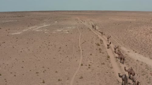 Une caravane de chameaux traverse le désert