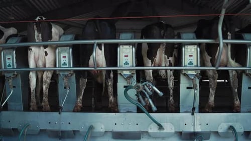 Plateforme moderne de traite des vaches dans l'usine de production. Équipement de salon d'agriculture. Bovins Holstein