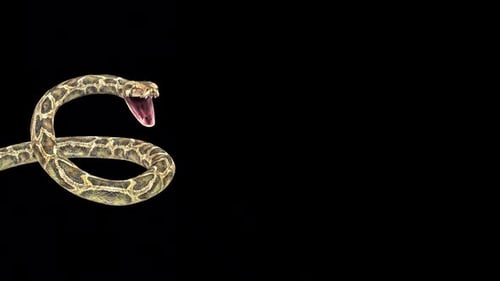 Front terrifié par Python