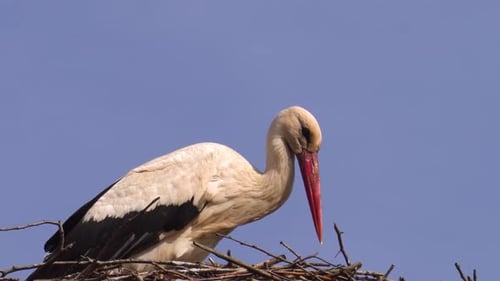 Close up of white stork in nest, take food in beak, throw in air and catch