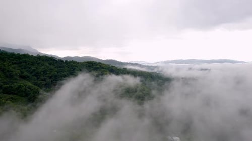 Nebeliger Morgen mitten in der Wildnis des Waldes. Luftaufnahme zum Thema Dschungel.