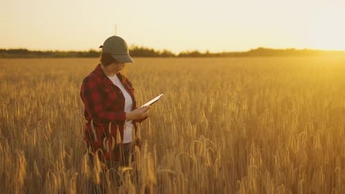 An Agronomist with a Tablet Works in a Field at Sunset Silhouette