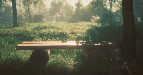 Wooden Bench in a Tranquil Park Surrounded By Sunlight and Greenery