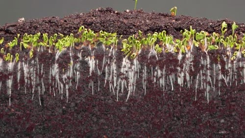 Green Plants Grow Up From Seeds in Fertile Soil Timelapse