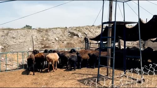 rams