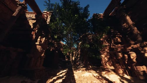 A Tree is Growing Out of the Ruins of a Building