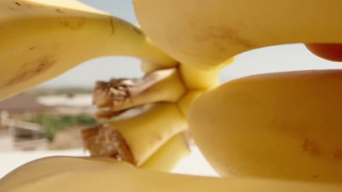 Hand Removes a Ripe Banana from Bunch