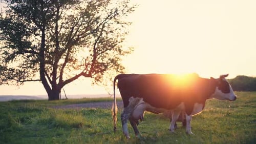 Cow Standing in Field at Sunset