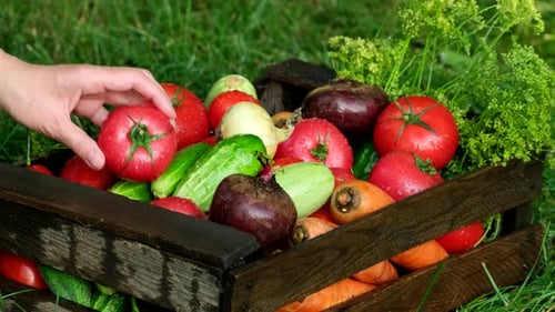 Fresh Vegetables in Wooden Crate on Grass