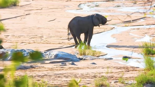 African Savanna Elephant standing by a waterhole shallow meandering water in Kruger National Park, t