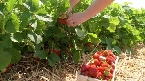 Close Up of Farmer Girl's Hand Picks a Crop of Red Strawberries on the Field