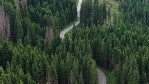 Winding Road Through Lush Green Forest Landscape in Mountainous Region