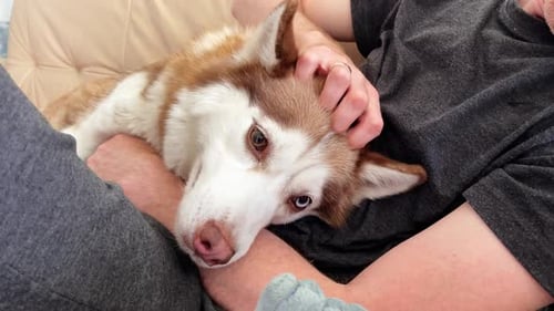 Men petting Siberian husky dog.