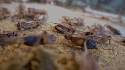 pan shot over many crickets eating in a crickets farm in Cambodia