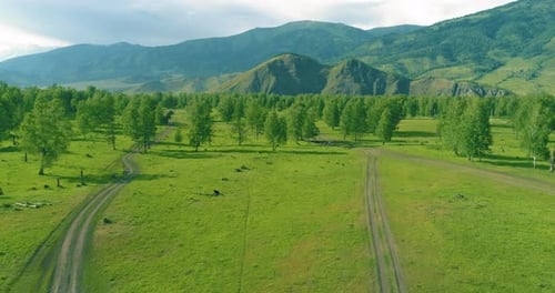 Aerial View Low Flight Above Evergreen Pine Tree Landscape with Endless Mountain Forest at Sunny