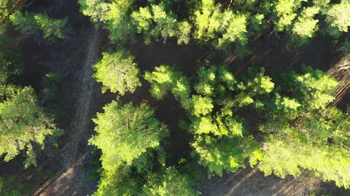 A Green Forest In The Bright Rays Of The Sun. View From Above. Aerial Photography