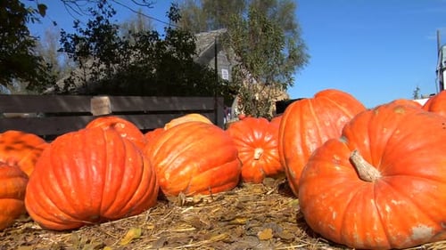 Pumpkins for sale at a picturesque autumn farm harvest in the countryside