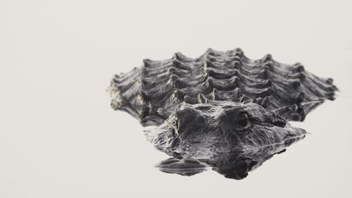 gruseliges schwarzes Alligator-Reptil in High Key Water aus nächster Nähe