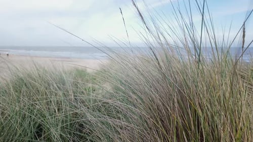 Am Küstenstrand von Southwold bewegen sich Dünengräser in der Meeresbrise,