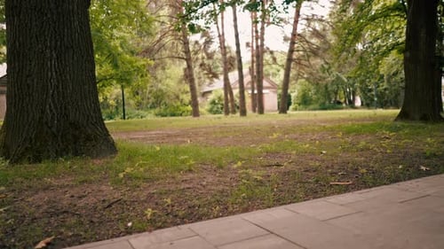 smiling happy man riding a wheelchair walking in a city park active lifestyle mobility obstacles