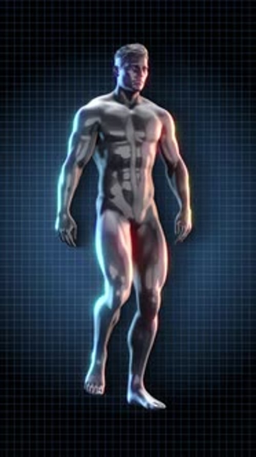 Male Anatomy Exercise Walk