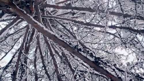 Snow Covered Branches Against Sky in Winter Time