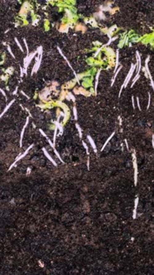 Vertical Plant Root Timelapse