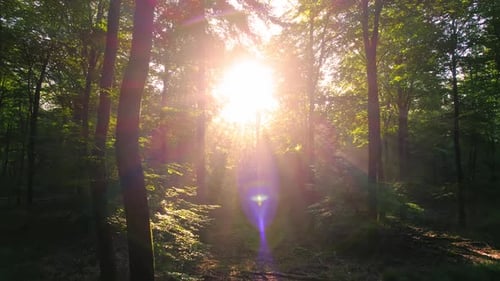 Forest Trees in Green Woods Nature Magic sunbeam sunshine atmosphere