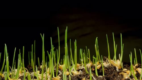 Time Lapse of Green Sprouts Growth