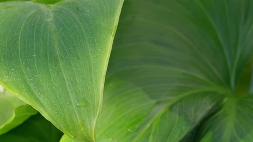 Green sunlit tropical leave. Lilly plant with morning dew.