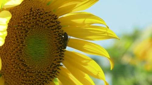 Honeybee Collects Nectar from a Vibrant Sunflower