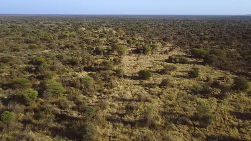 Aerial shot of an endless savannah landscape in Africa straight horizon