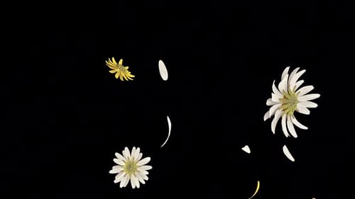 Daisy and Petals Fall Loop auf dem Alpha-Kanal.