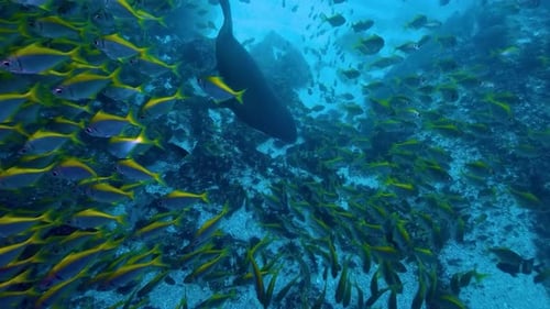 Shark Swimming Through School of Yellow Fish