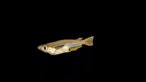 Ocean Rice Fish Swim 2