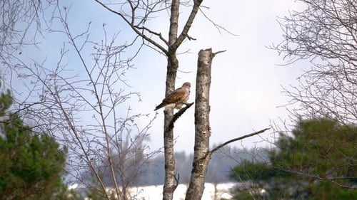 Der
schöne Falke sitzt bei windigem Wetter auf dem Baum in einem Wald und schaut sich um. Der Wind bläst die
