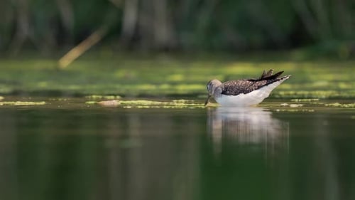 A solitary sandpiper having a morning food hunt in a small pond.