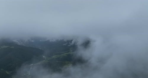Pine Forest Fog Clouds Descending Aerial Top View Drone Video