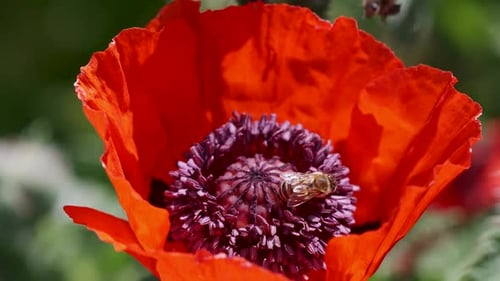 Bees Pollinating a Vibrant Red Poppy Flower