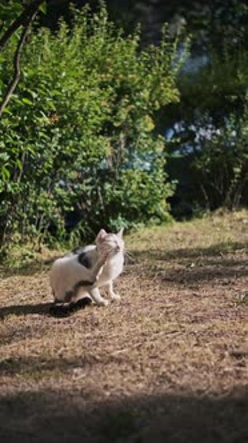 Homeless Cat Grooming In The Garden